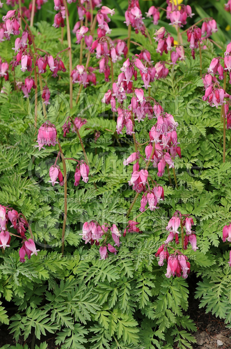 Lamprocapnos aka Dicentra Luxuriant (Bleeding heart) 10 