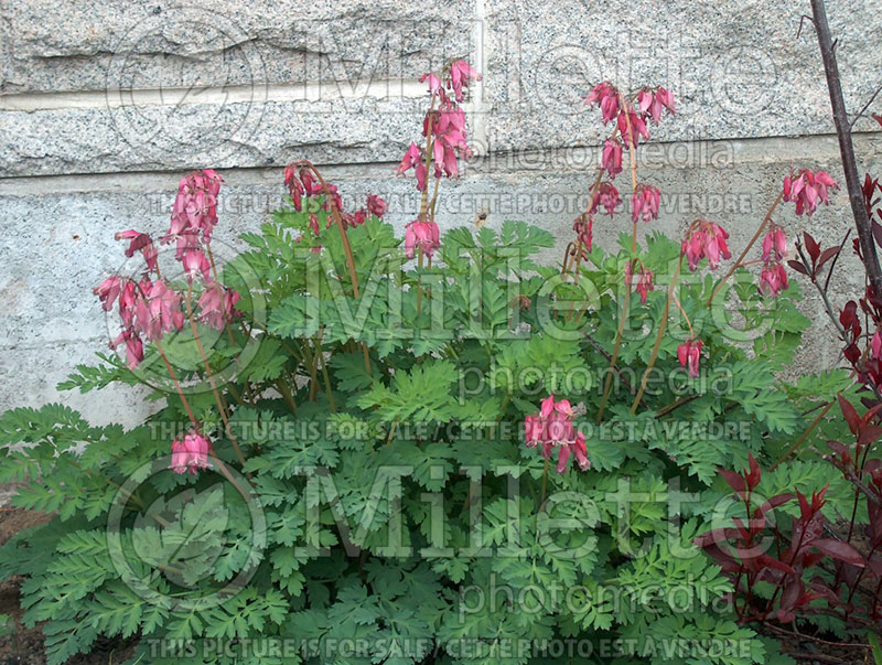 Lamprocapnos aka Dicentra Luxuriant (Bleeding heart) 11 