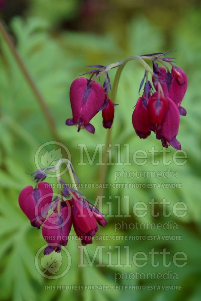 Lamprocapnos aka Dicentra Hearts Desire (Bleeding heart) 1 