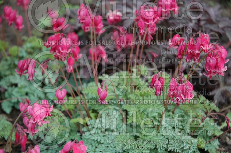 Lamprocapnos aka Dicentra King of Hearts (Bleeding heart) 2