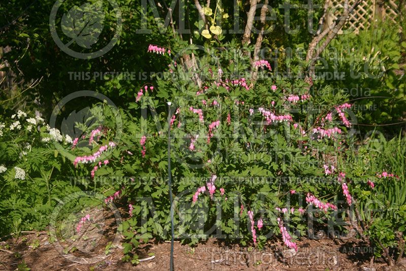 Lamprocapnos aka Dicentra spectabilis (Bleeding heart) 1