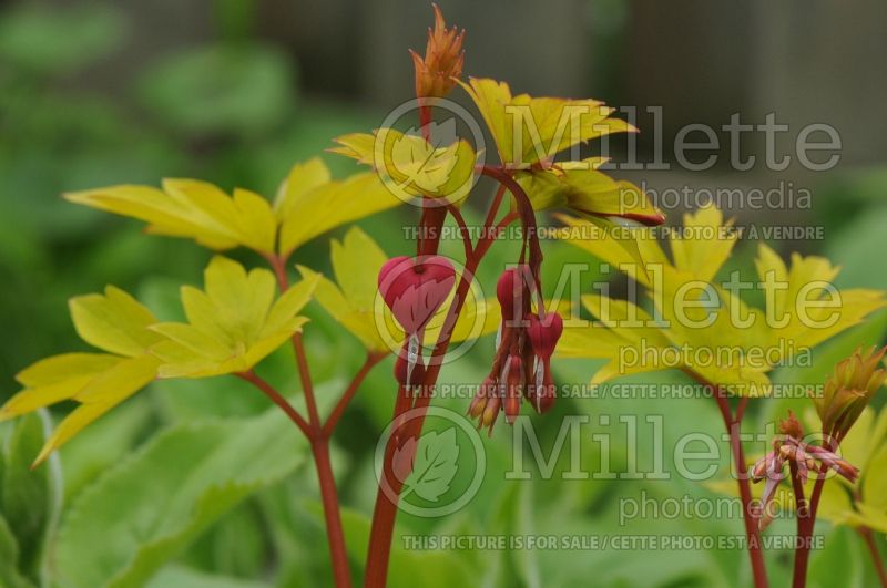 Lamprocapnos aka Dicentra Gold Heart (Bleeding heart) 4 