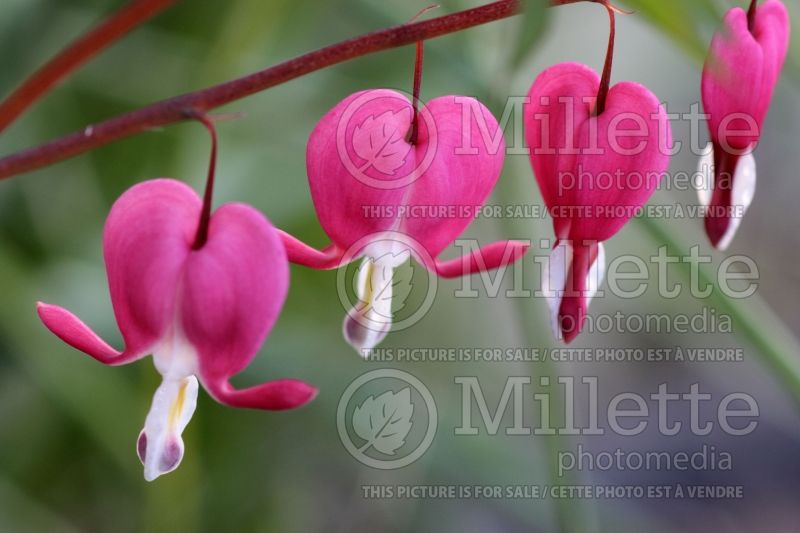 Lamprocapnos aka Dicentra Valentine (Bleeding heart) 7