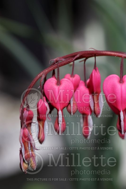 Lamprocapnos aka Dicentra Valentine (Bleeding heart) 14