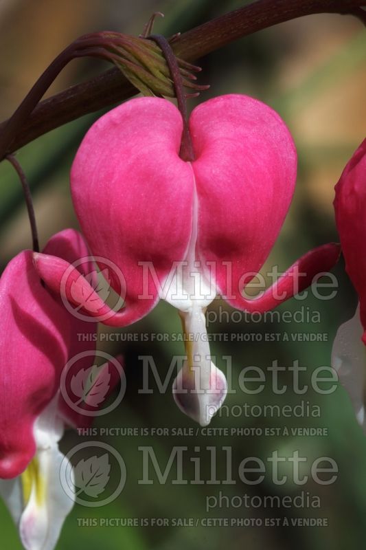 Lamprocapnos aka Dicentra Valentine (Bleeding heart) 13