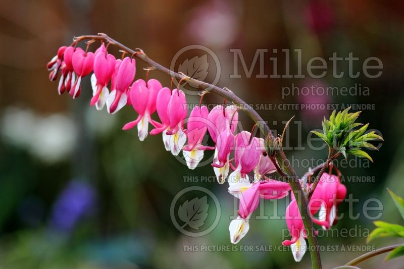 Lamprocapnos aka Dicentra Valentine (Bleeding heart) 12