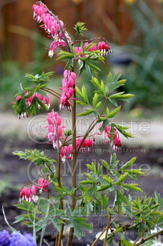 Lamprocapnos aka Dicentra Valentine (Bleeding heart) 4