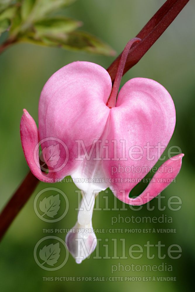 Lamprocapnos aka Dicentra Valentine (Bleeding heart) 10