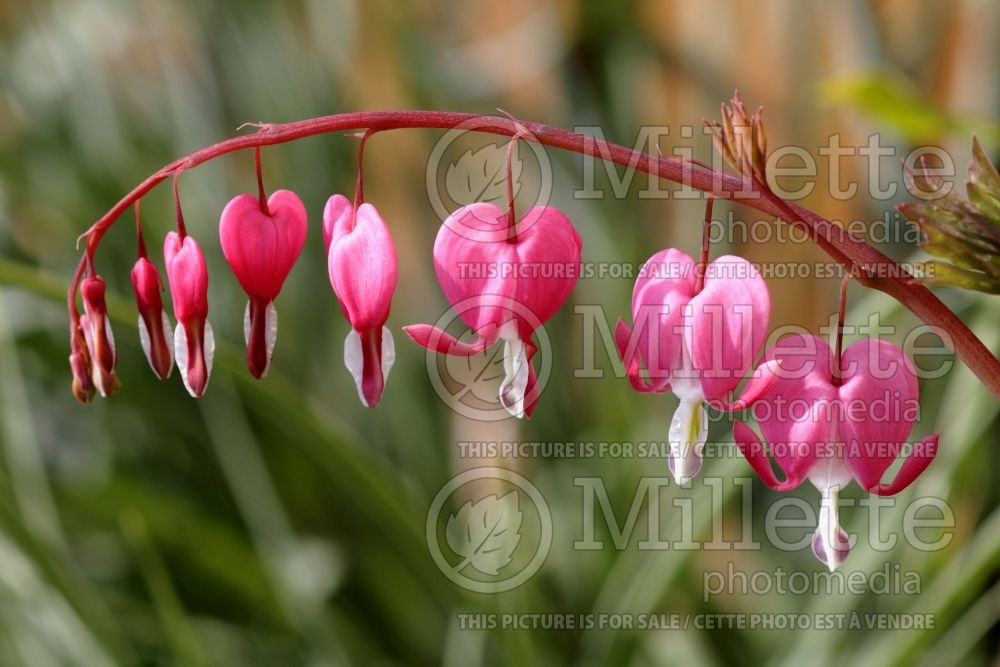 Lamprocapnos aka Dicentra Valentine (Bleeding heart) 9