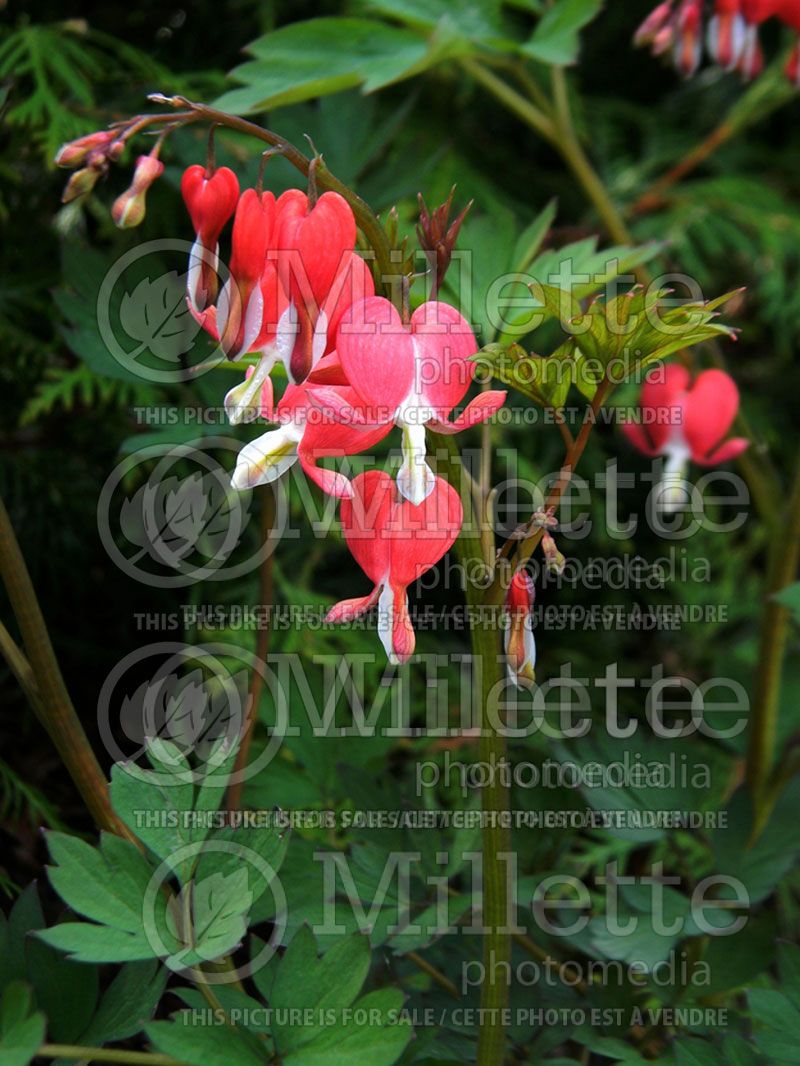 Lamprocapnos aka Dicentra Valentine (Bleeding heart) 3