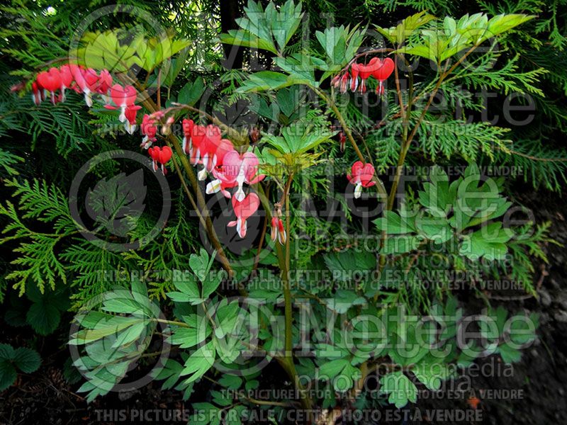 Lamprocapnos aka Dicentra Valentine (Bleeding heart) 2