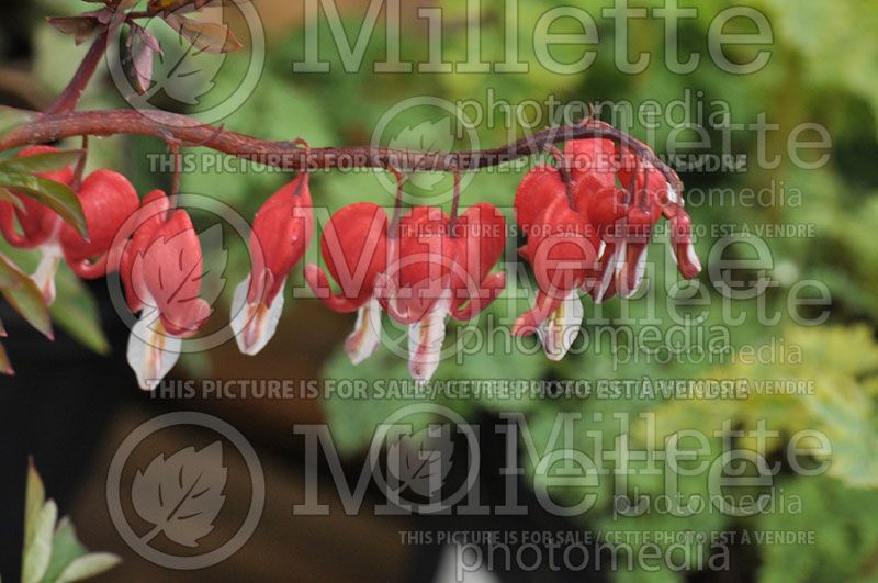 Lamprocapnos aka Dicentra Valentine (Bleeding heart)  11