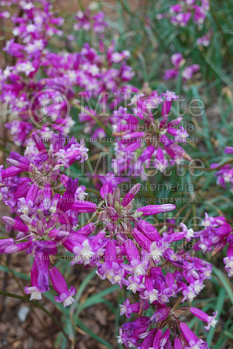 Dichelostemma Pink Diamond (ookow or congested snake lily) 1 