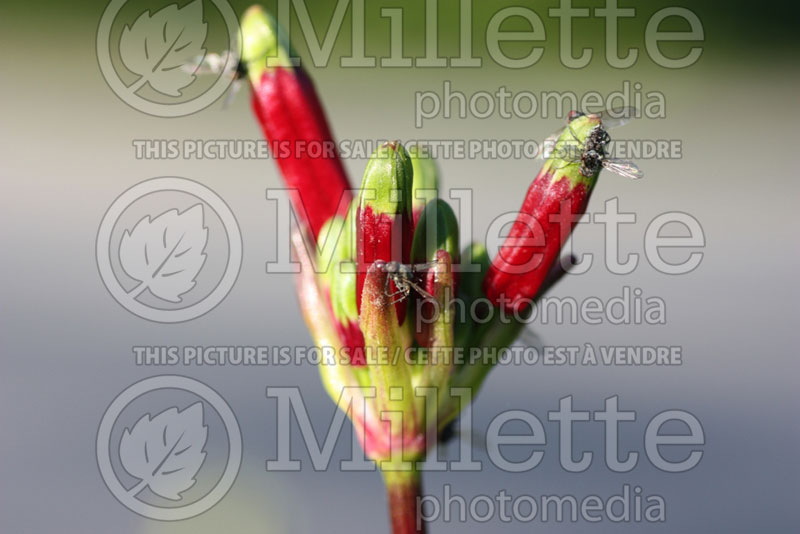 Dichelostemma ida-maia (Firecracker flower) 1 