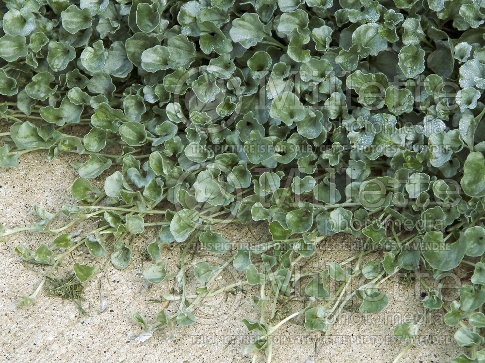 Dichondra Silver Falls (Silver ponysfoot or silver nickel vine) 3 