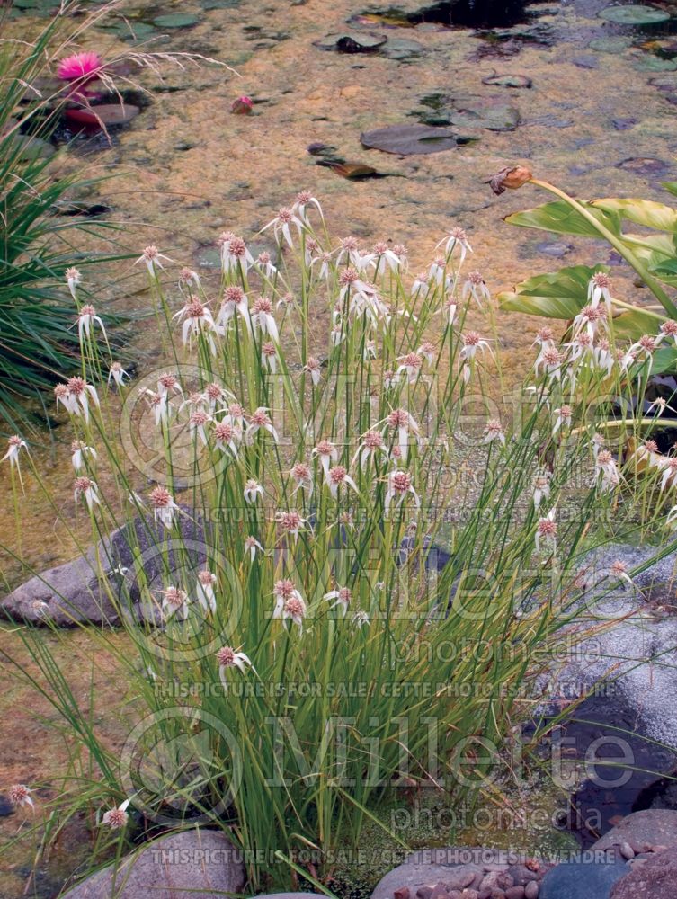 Dichromena colorata  (Star grass) 2
