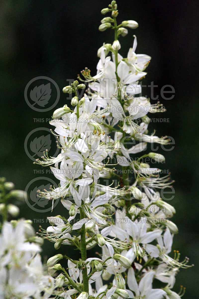 Dictamnus Alba (White Gas Plant) 2 