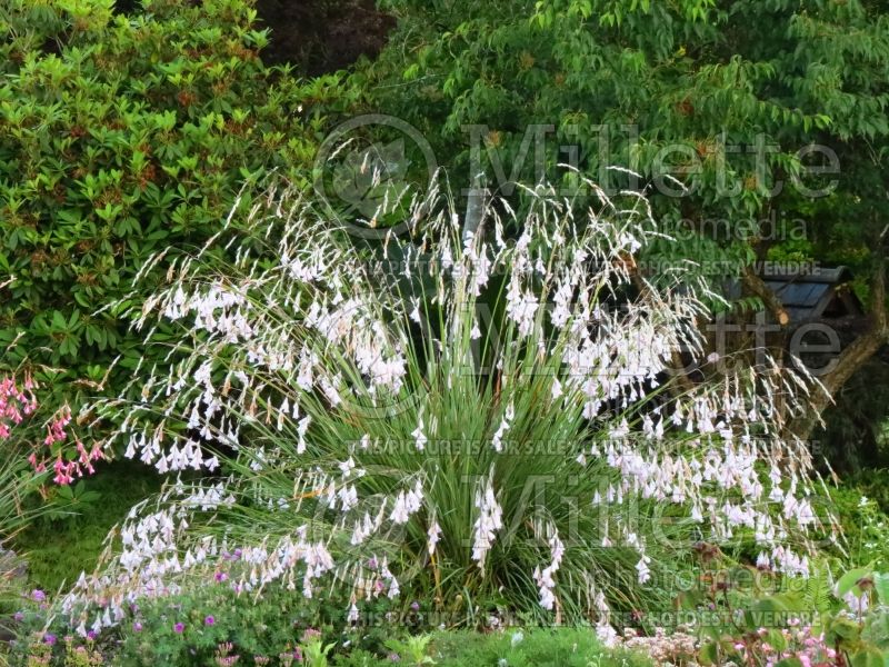 Dierama 'Guinevere' angels fishing rod Guinevere – arching stems of white  pendulous flowers, July, England, UK Stock Photo - Alamy