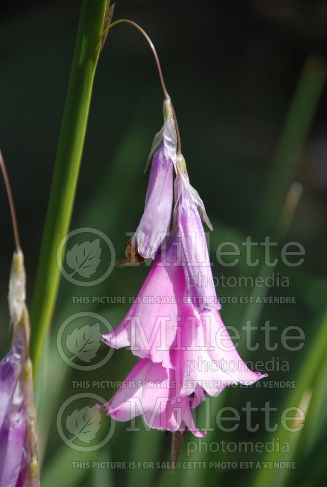 Dierama pulcherrimum (Angel's Fishing Rod, Fairy Wand, Wandflower) 1  
