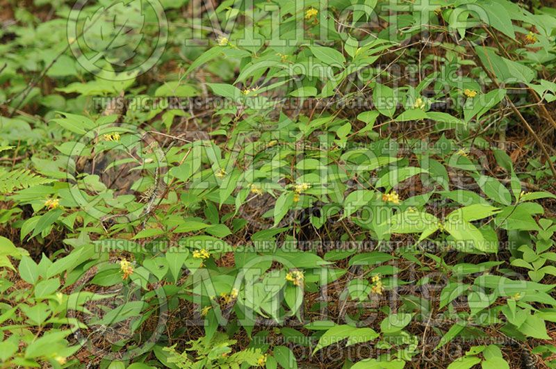 Diervilla lonicera (Bush Honeysuckle) 1