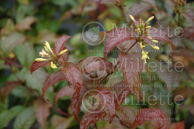 Diervilla Troja Black (Bush Honeysuckle) 1 