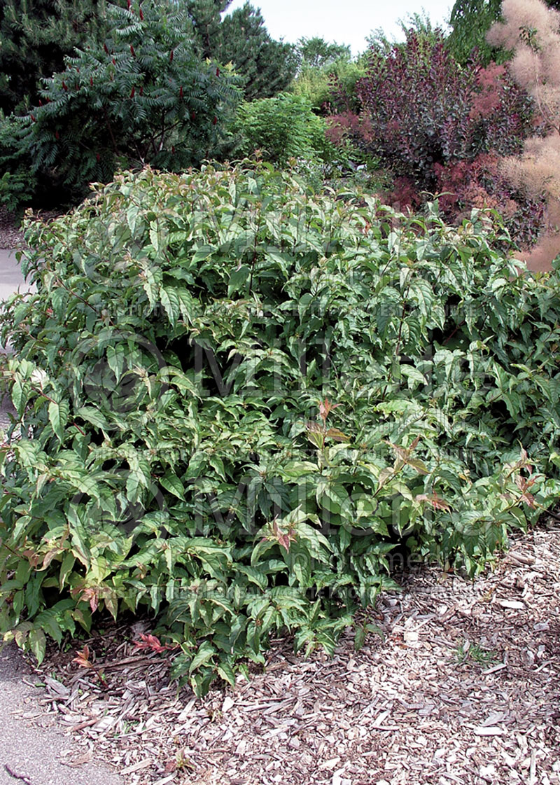 Diervilla sessilifolia (Southern bush honeysuckle) 1