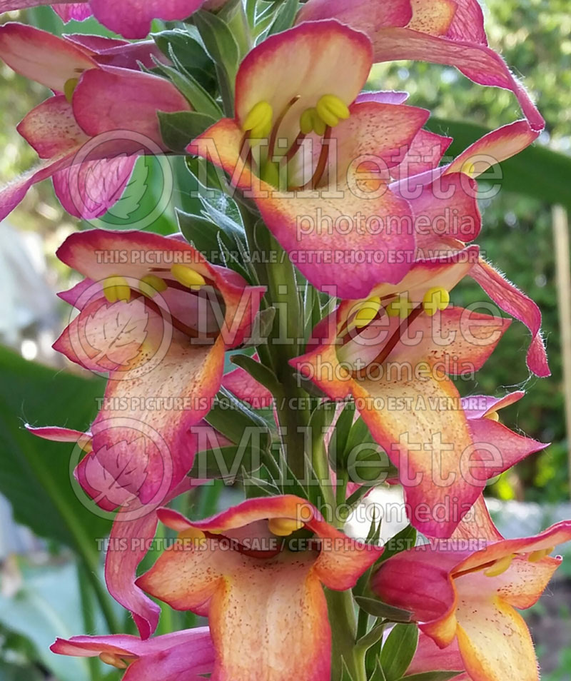 Digiplexis or Digitalis Illumination Flame (Foxglove) 3  