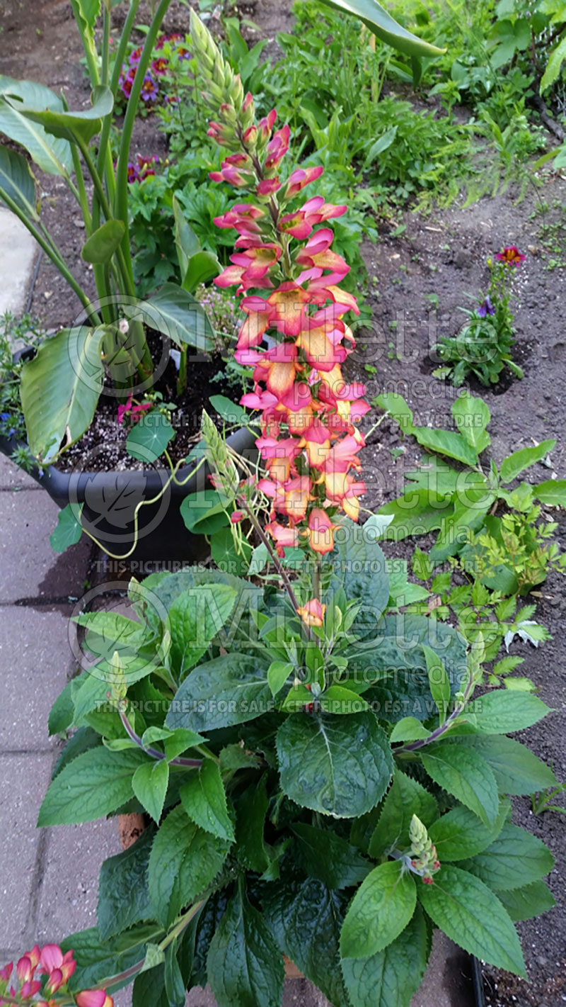 Digiplexis or Digitalis Illumination Flame (Foxglove) 2  