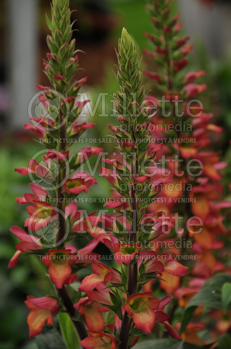 Digiplexis or Digitalis Illumination Flame (Foxglove) 1  