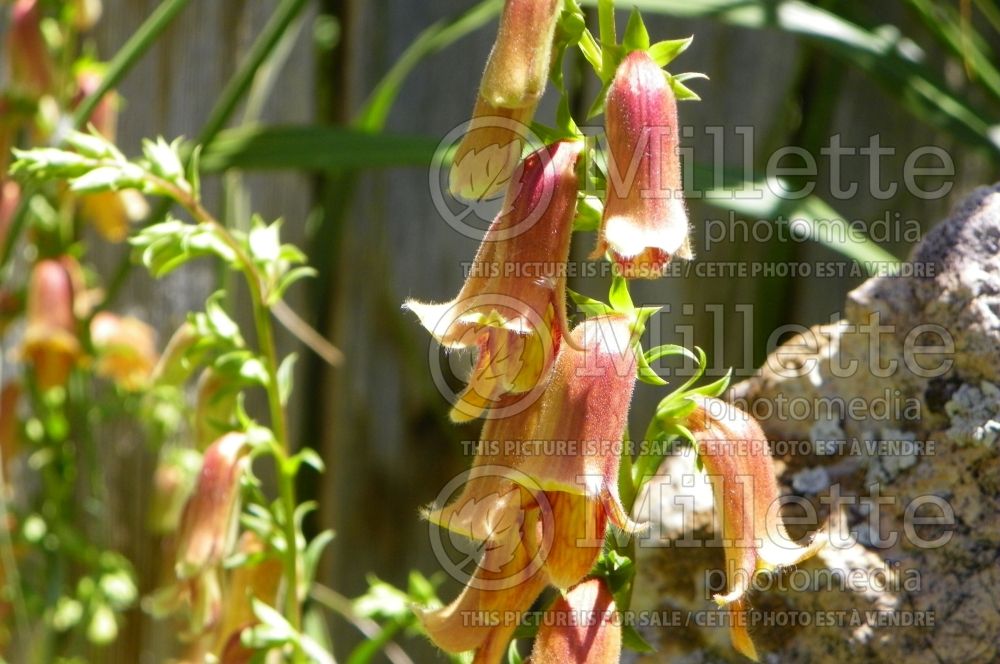 Digitalis obscura (Sunset Foxgloves) 3