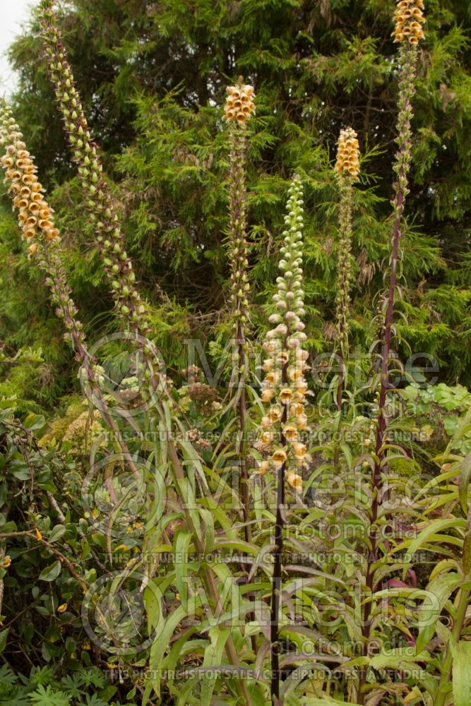 Digitalis obscura (Sunset Foxgloves) 2