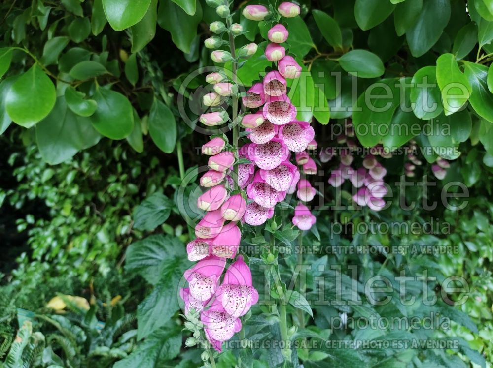 Digitalis Pink Panther (Foxgloves) 5