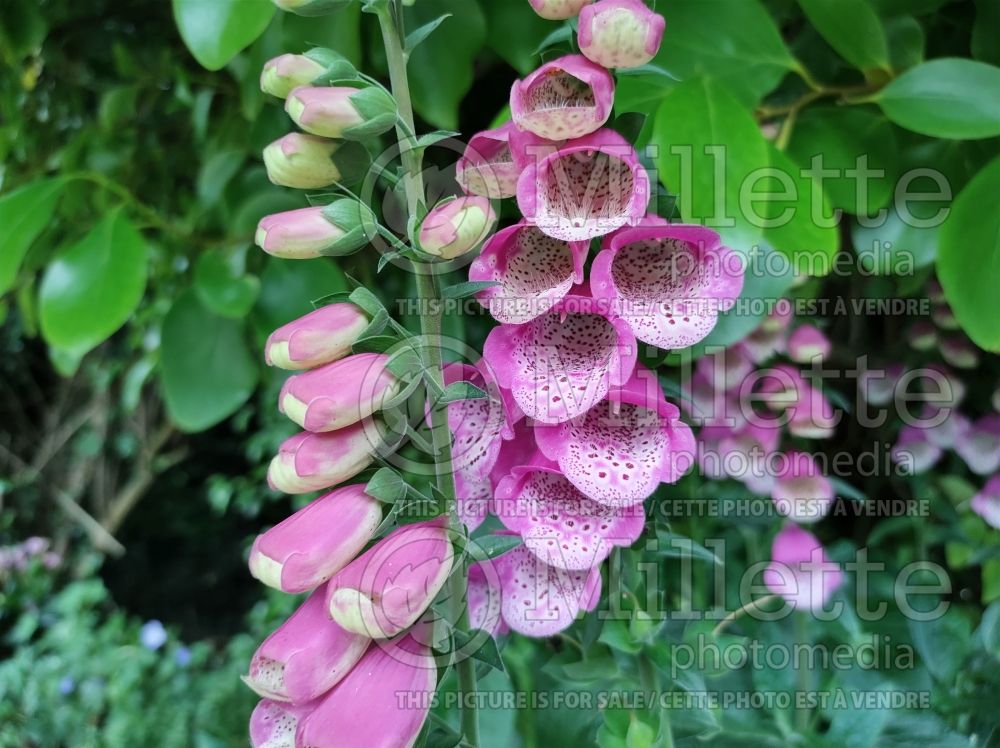 Digitalis Pink Panther (Foxgloves) 6