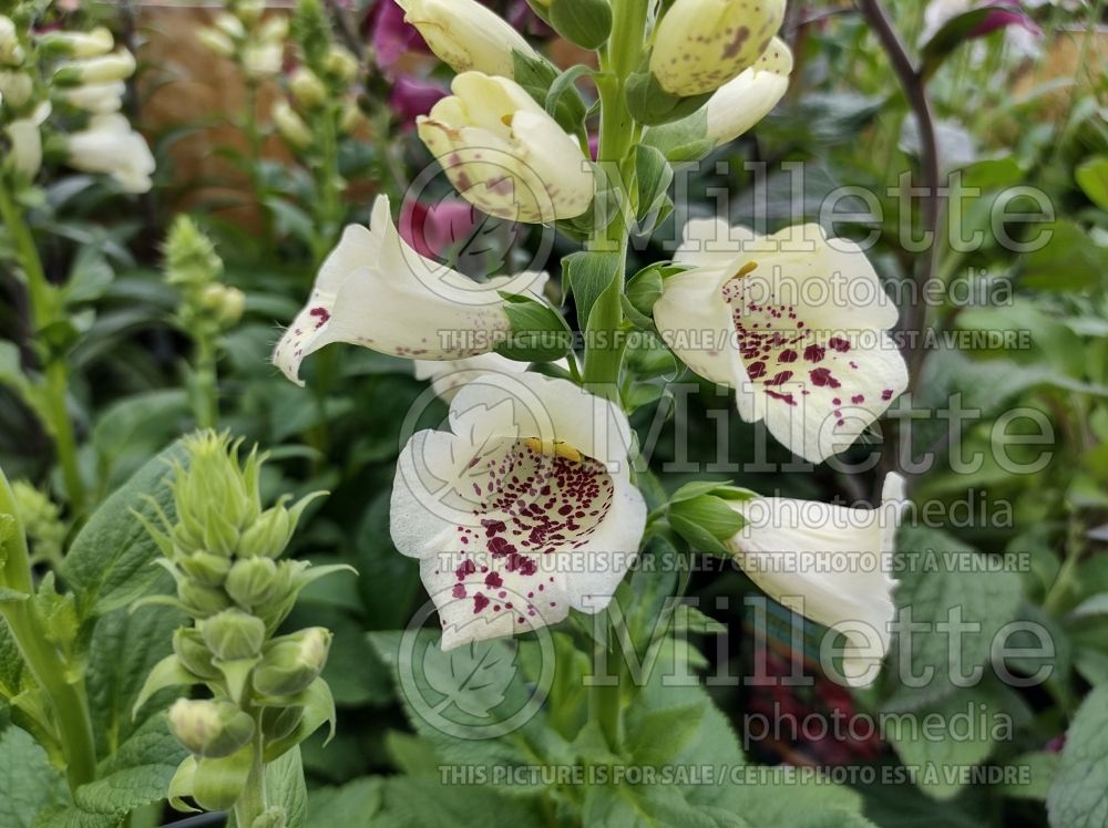 Digitalis Camelot Cream (Foxglove) 4  