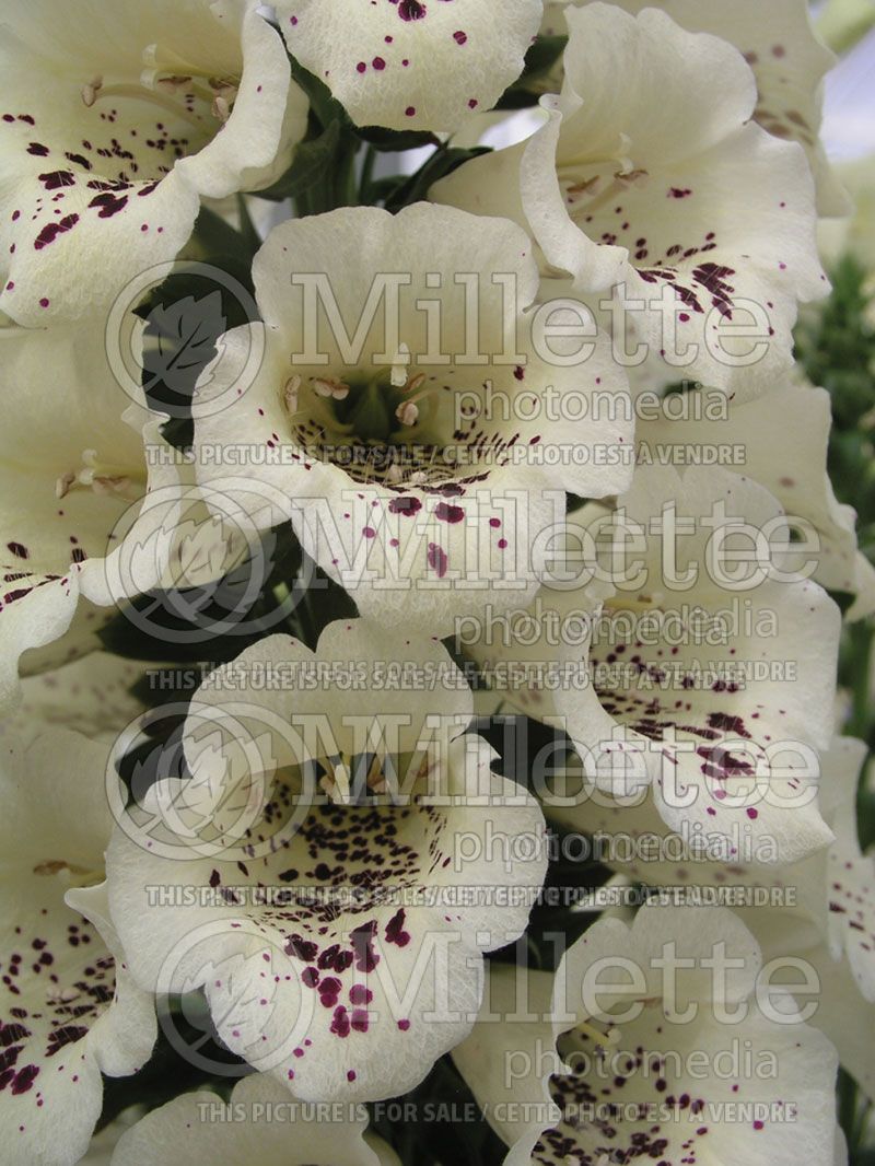 Digitalis Camelot Cream (Foxglove)  2