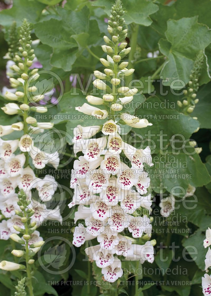 Digitalis Camelot Cream (Foxglove)   1