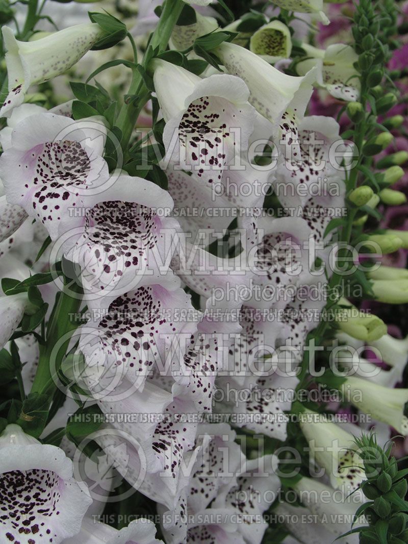 Digitalis Camelot Lavender (Foxglove)  1 