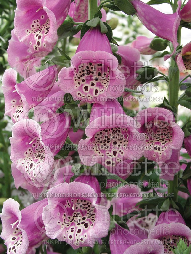 Digitalis Camelot Rose (Foxglove)   3