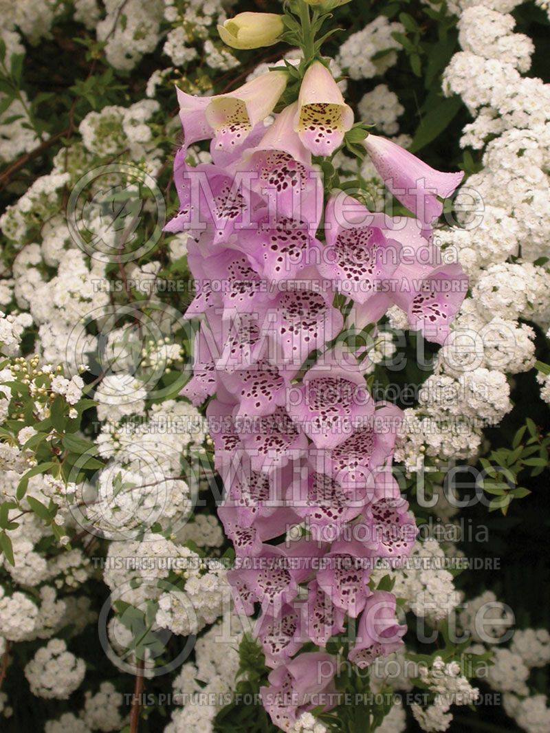 Digitalis Camelot Rose (Foxglove)   2