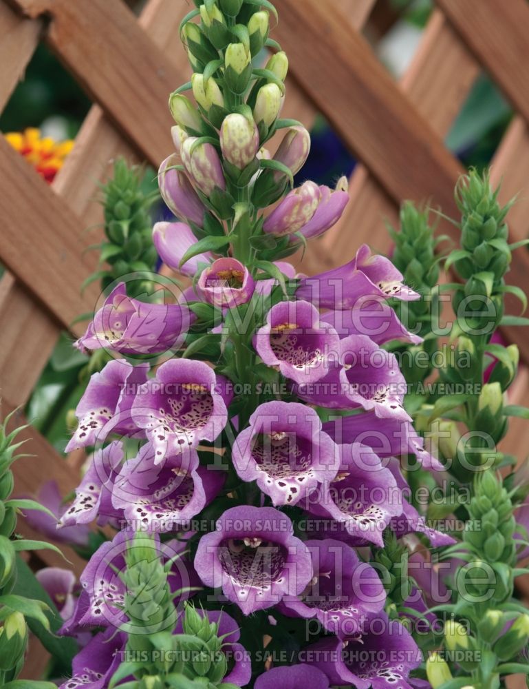 Digitalis Camelot Rose (Foxglove)   1