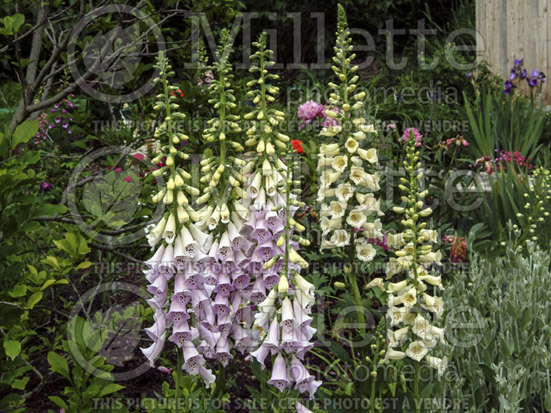 Digitalis Excelsior (Foxgloves) 1