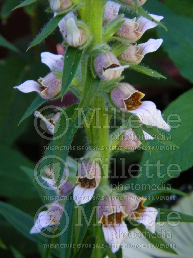 Digitalis Gigantea (Foxgloves) 1