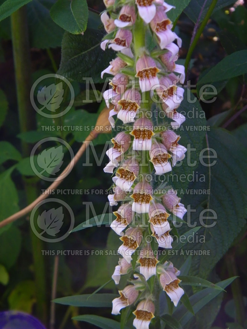 Digitalis Gigantea (Foxgloves) 2