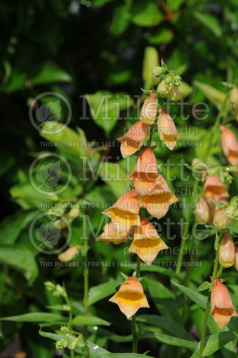 Digitalis Goldcrest aka Waldigone (Foxglove) 1