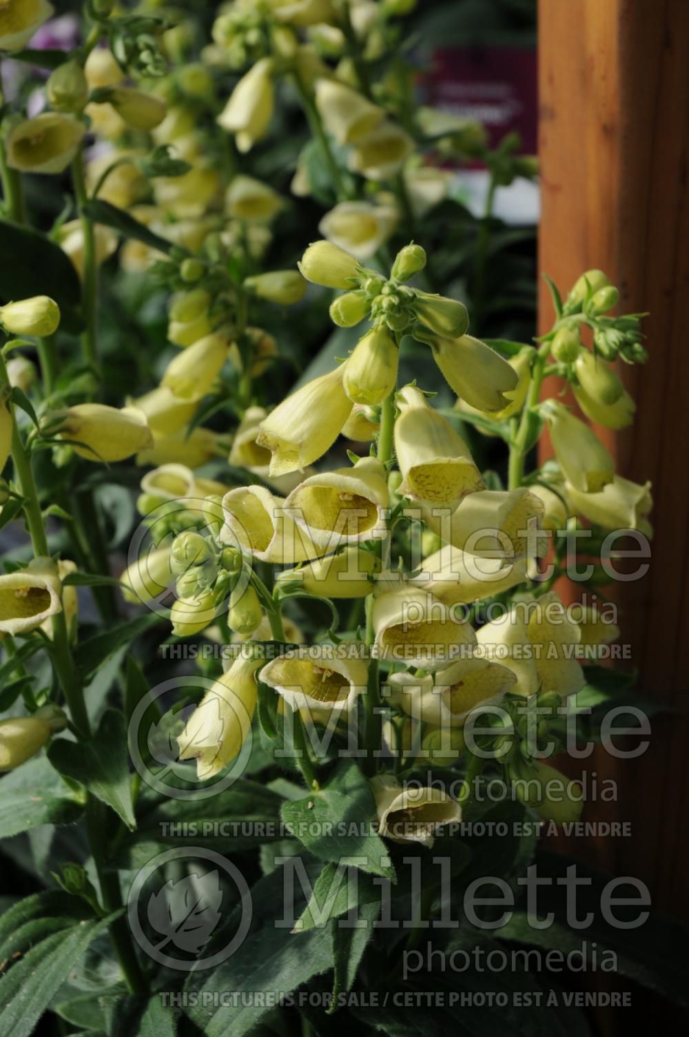 Digitalis Creme Belle (Foxglove) 1
