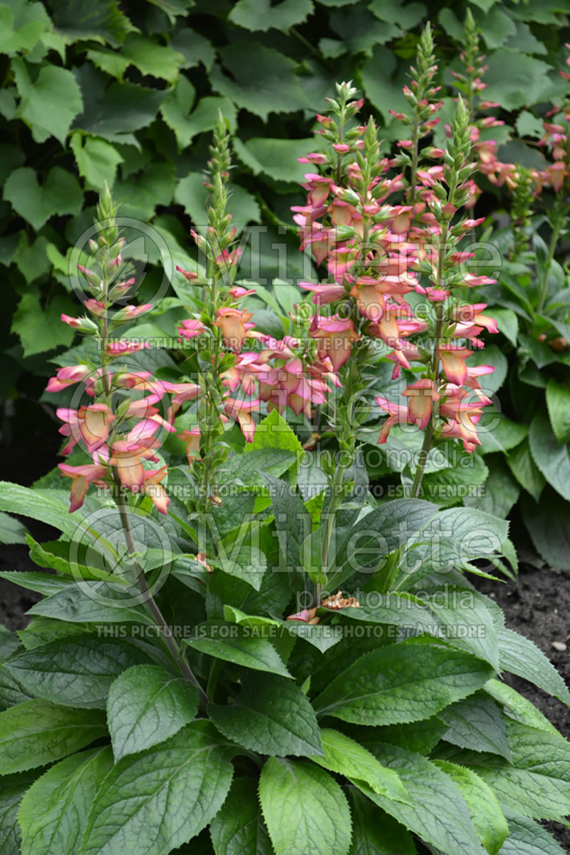 Digiplexis aka Digitalis Illumination Flame (Foxgloves) 5