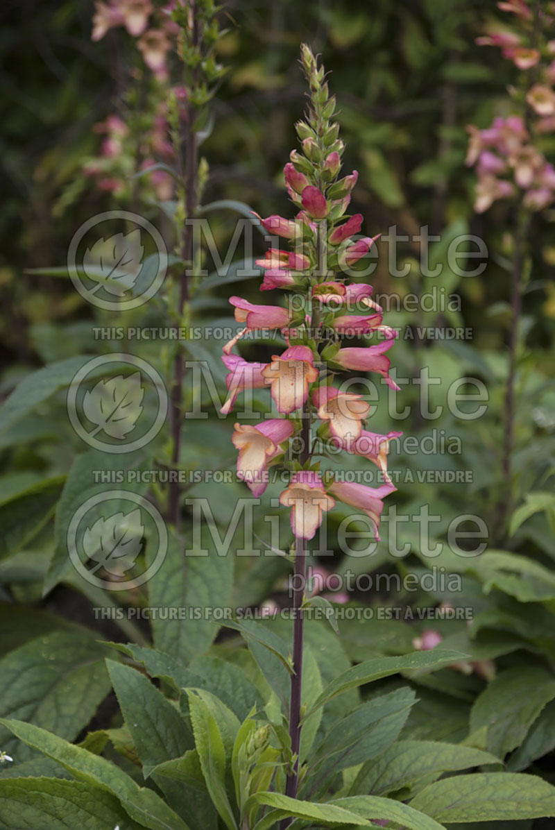 Digiplexis aka Digitalis Illumination Pink (Foxgloves) 1