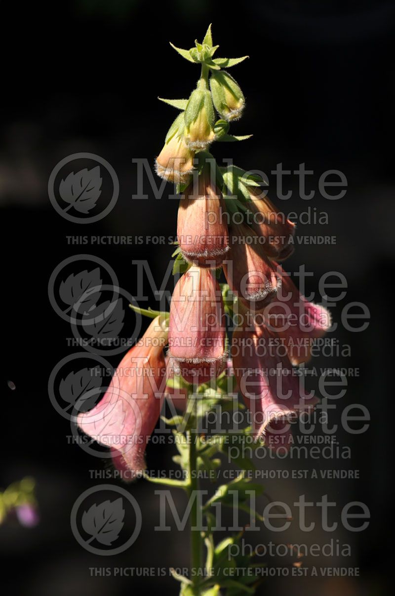 Digitalis mertonensis (Foxglove)   3