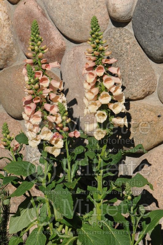 Digitalis mertonensis (Foxglove) 5 