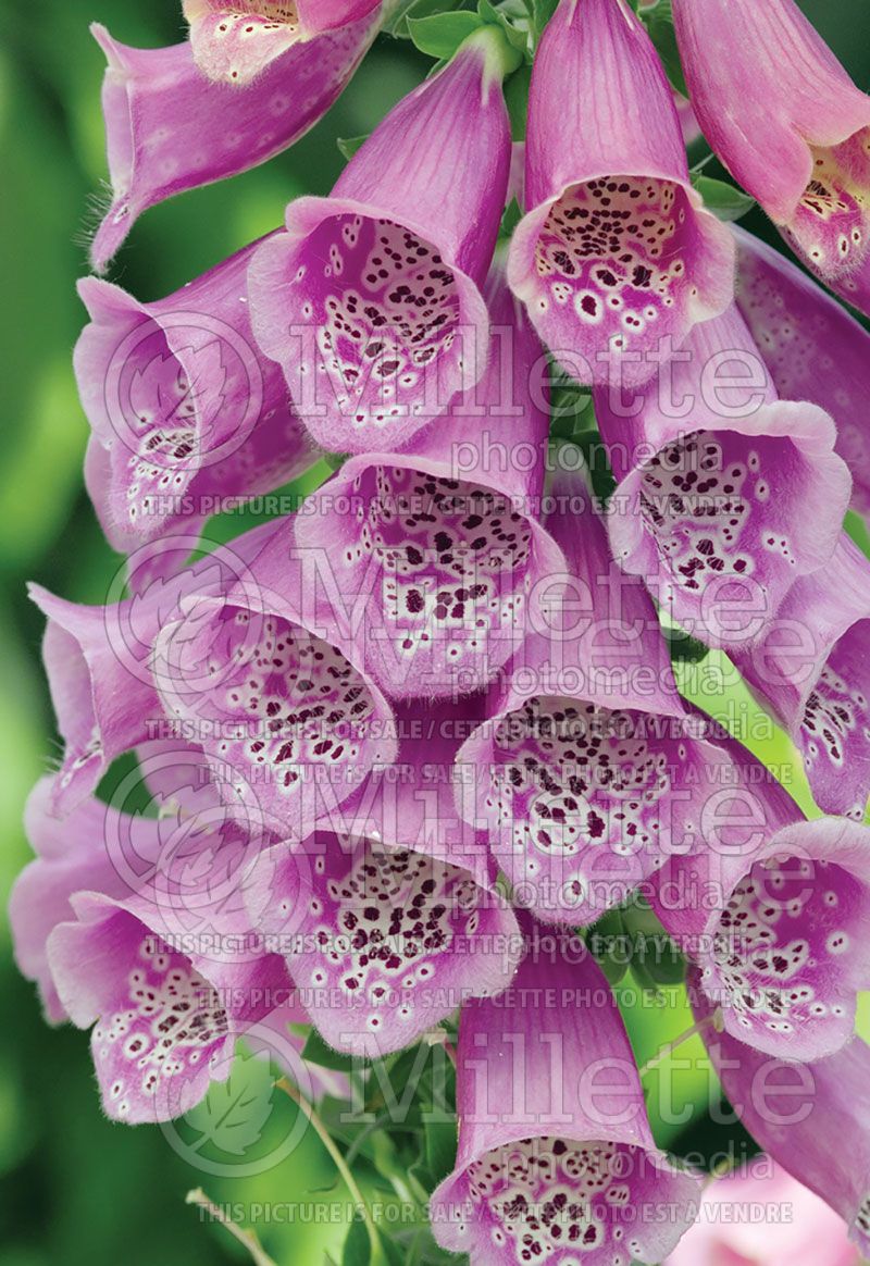 Digitalis mertonensis (Foxglove)   1